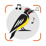 Bird Call Identification Song