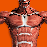 Sistema Muscular 3D (Anatomía)