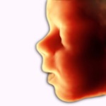 ScanBaby ultrasonido bebe